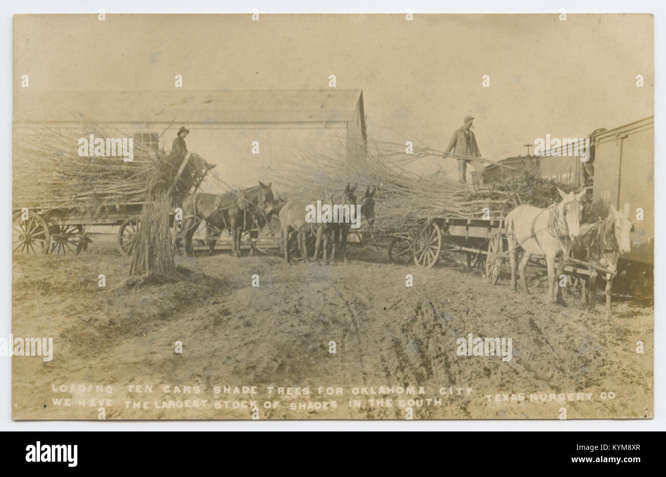 Loading Ten Cars Shade Trees for Oklahoma City 36759598911 o Stock