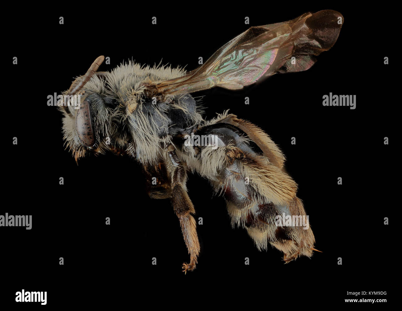 Close-up photograph of Andrena geranii, a species of bee, taken in Calvert County, Maryland. The image showcases the bee's side view with detailed macro photography highlighting its body structure. Stock Photo