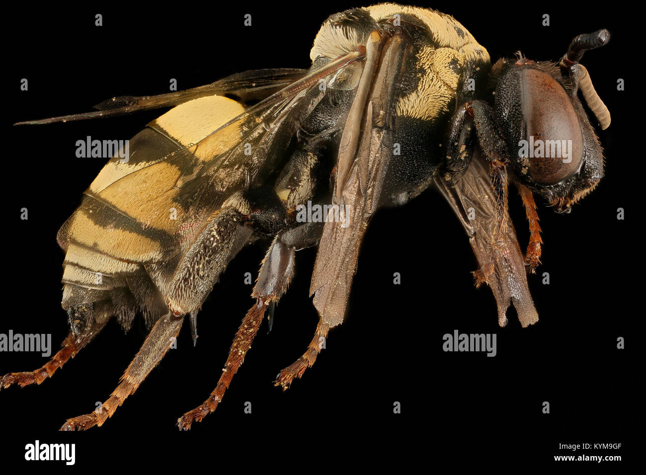 Triepeolus remigatus, m, right side, Centre Co, Pa 2017-03-09-1605 33831841014 o Stock Photo