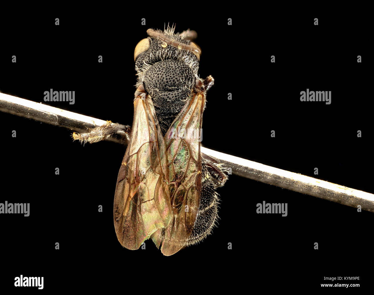 A close-up photograph of the Heriades carinatus beetle, taken in Prince ...