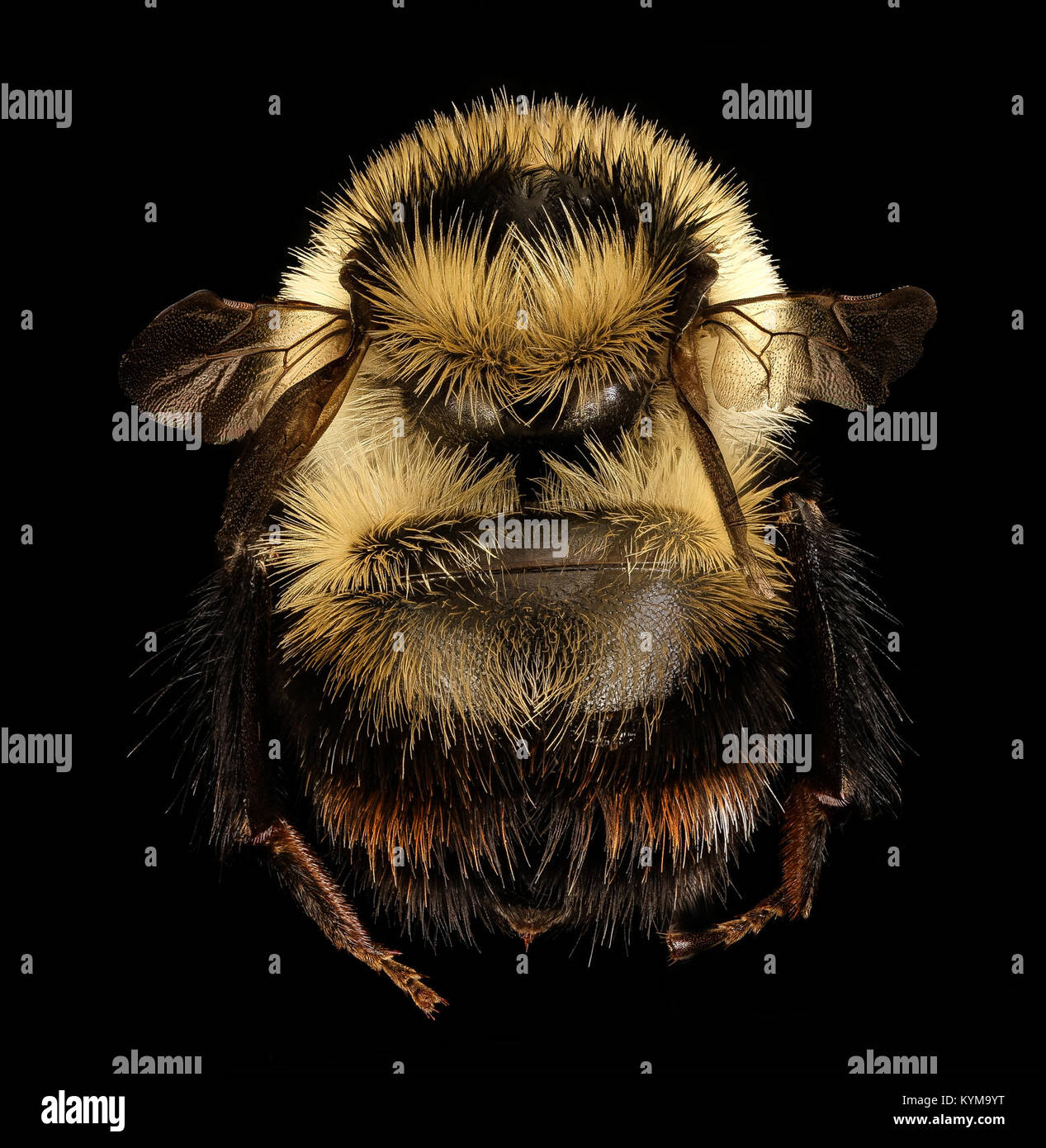 A photograph of Bombus rufocinctus (a species of bee) captured in Erie ...
