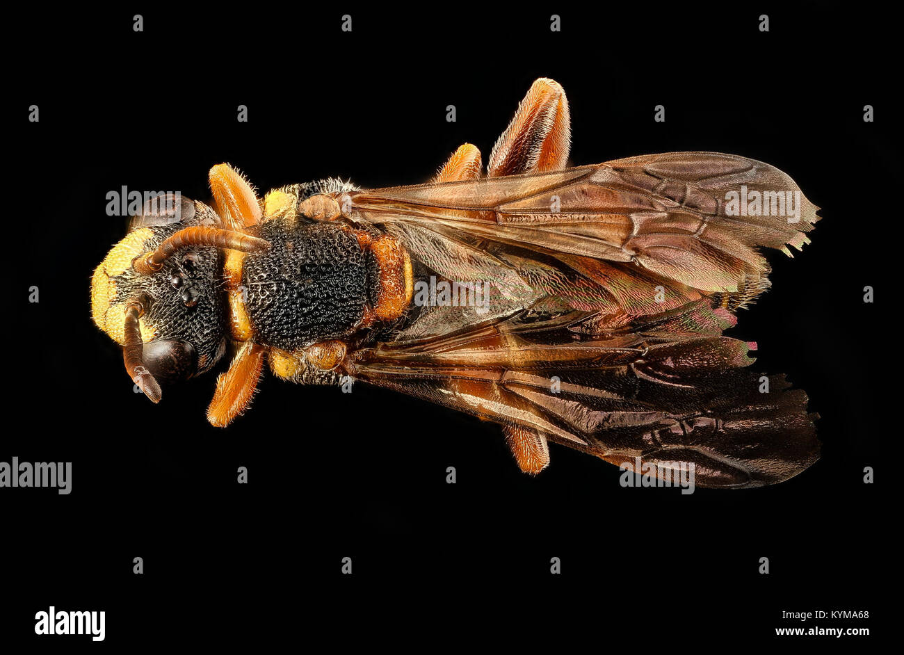 Close-up photograph of Nomada fervida, a species of solitary bee, taken in Barnwell County, South Carolina. The image shows the bee's back, captured with macro photography to highlight its physical features. Stock Photo