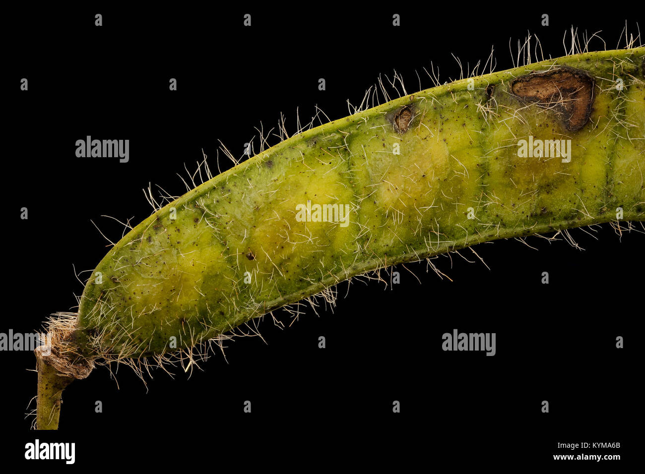 Senna hebecarpa, American senna, developing pod, Howard County, Md 2017