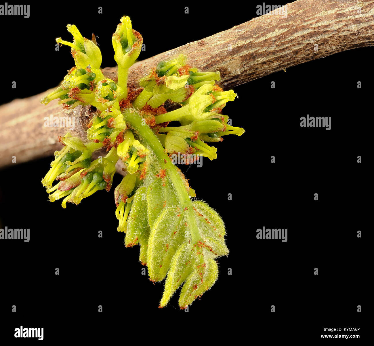 Zanthoxylum americanum , Prickly Ash, Howard County, MD, Helen Lowe 38699199394 o Stock Photo