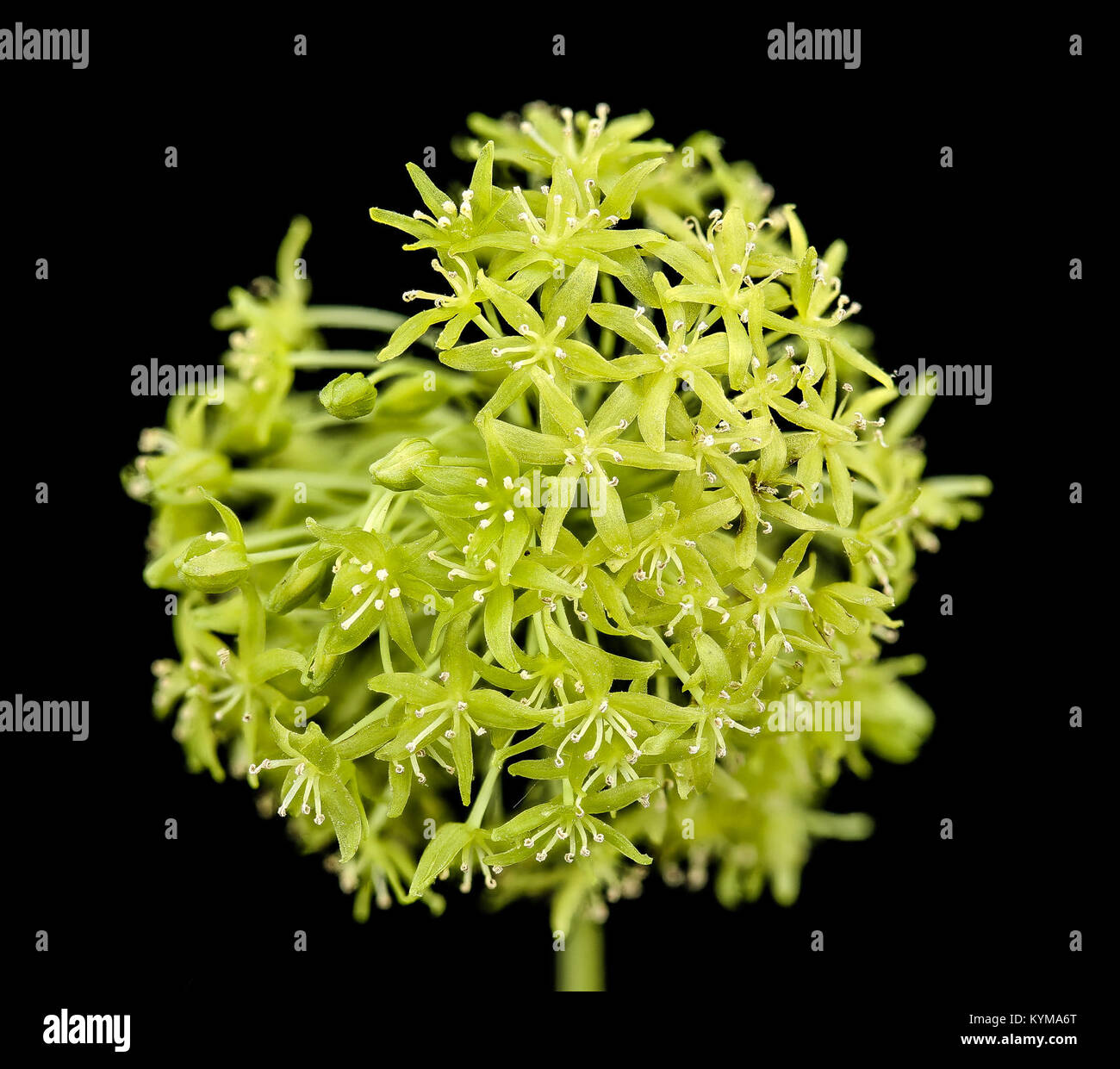Close-up photograph of Smilax herbacea, a plant species, taken in Howard County, Maryland. The image features the plant's detailed structure, captured with macro photography to highlight its features. Stock Photo