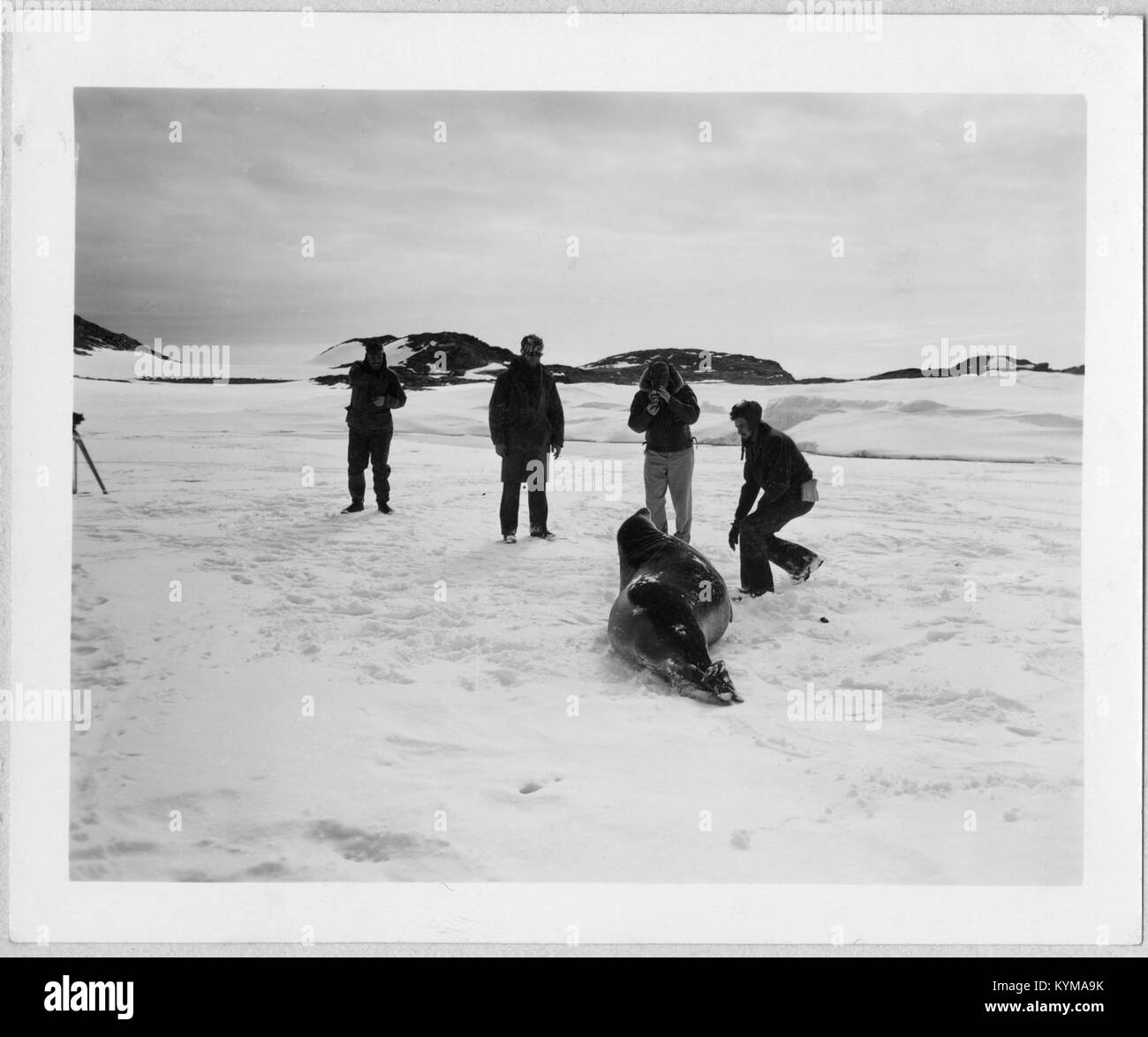 Operation Windmill Expedition Members Photographing a Seal 5243256277 o Stock Photo