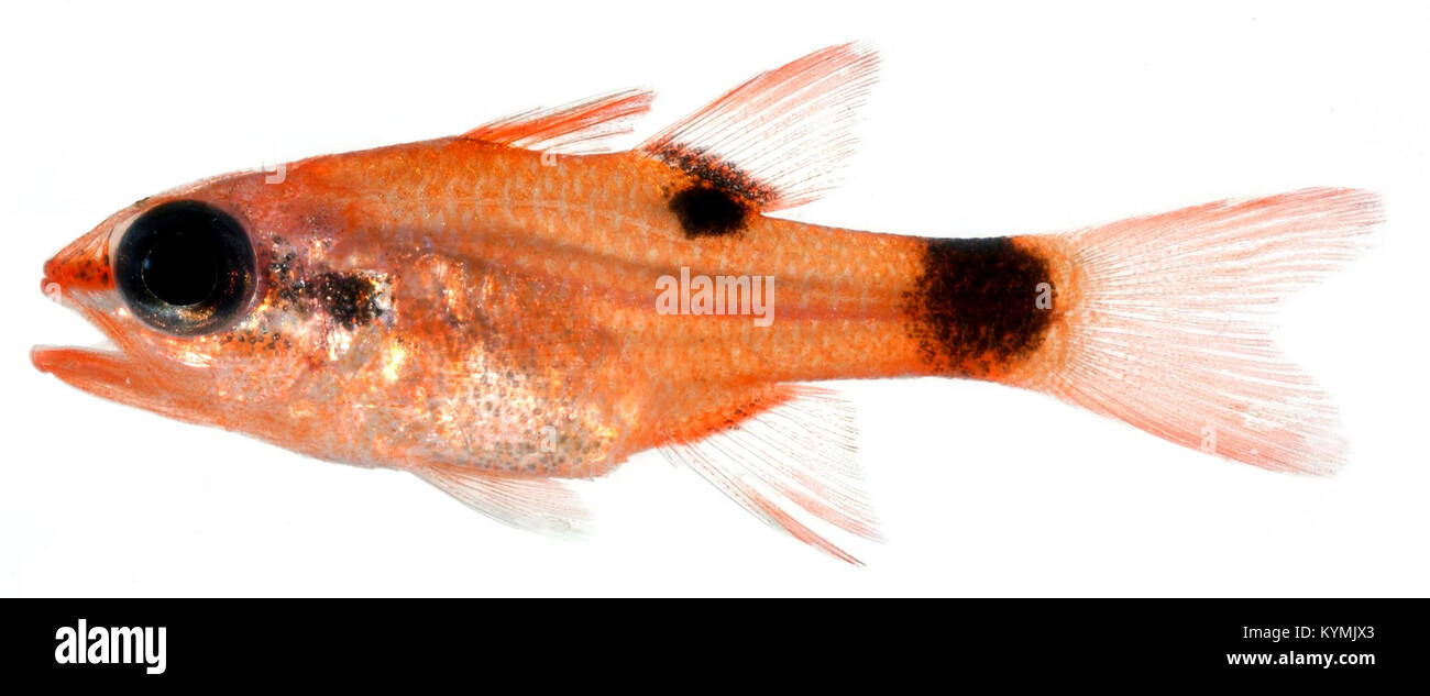 Apogon maculatus, Juvenile (Flamefish) 2849246986 o Stock Photo