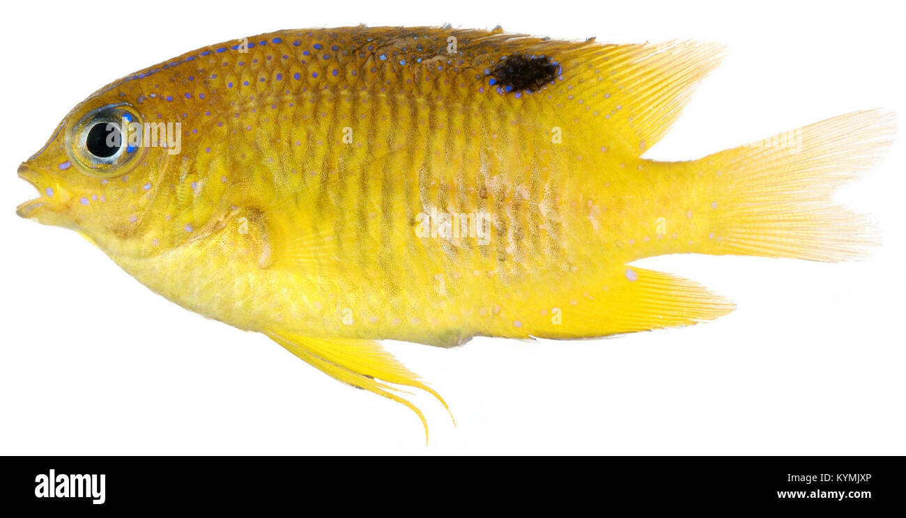 Stegastes diencaeus, Juvenile (Longfin Damselfish) 2848478621 o Stock Photo