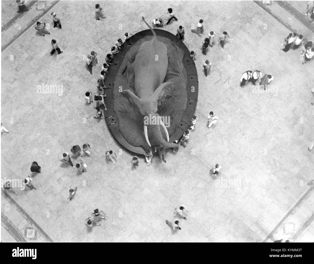 Aerial View of Elephant in NMNH Rotunda, 1981 8722701453 o Stock Photo