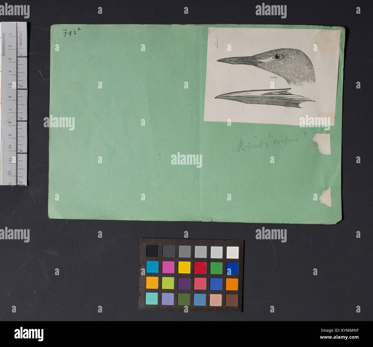 Illustration of a bird head by Robert Ridgway, a renowned ornithologist ...