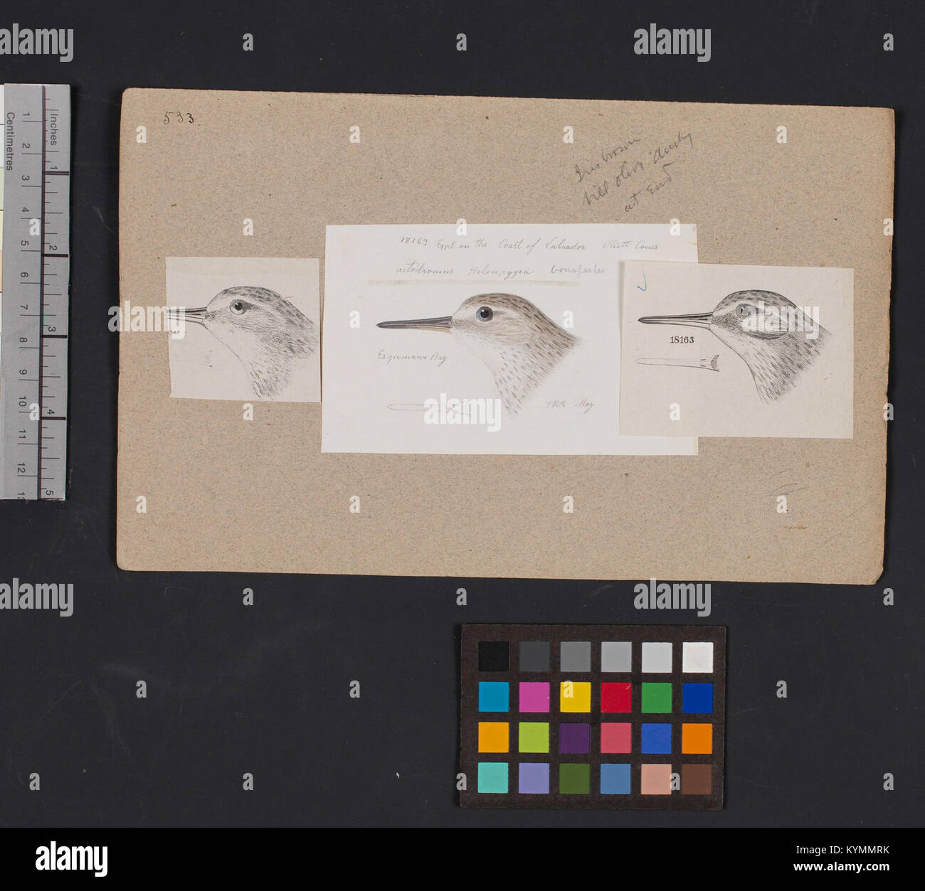 A historical bird head illustration by Robert Ridgway, featured in the ...