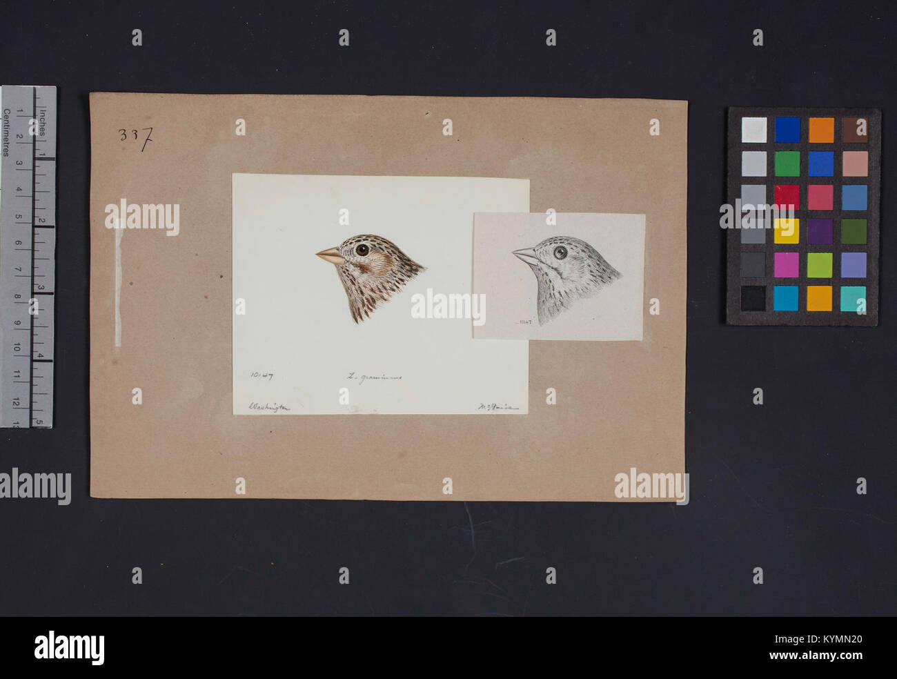 A historic bird head drawing by Robert Ridgway, part of the Smithsonian ...