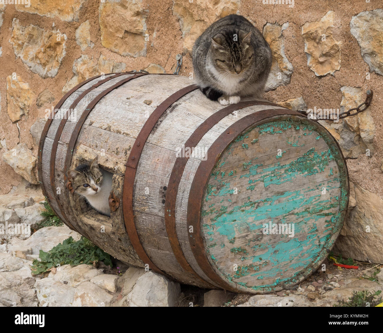 29/5000 cats in your barrel burrow Stock Photo Alamy