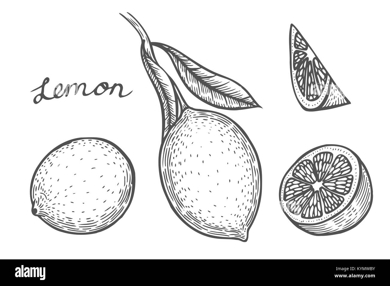 Lemon set Hand drawn. Isolated on white background. vector illustration ...
