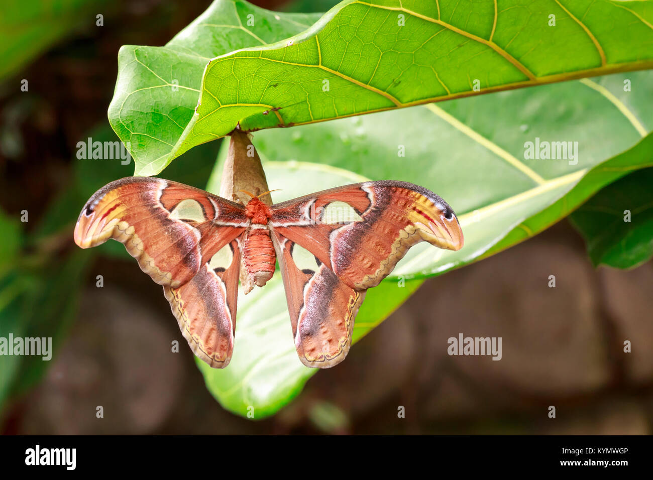 Large Atlas moth tropical butterfly (Attacus atlas) resting on a big green leaf in jungle vegetation. Stock Photo