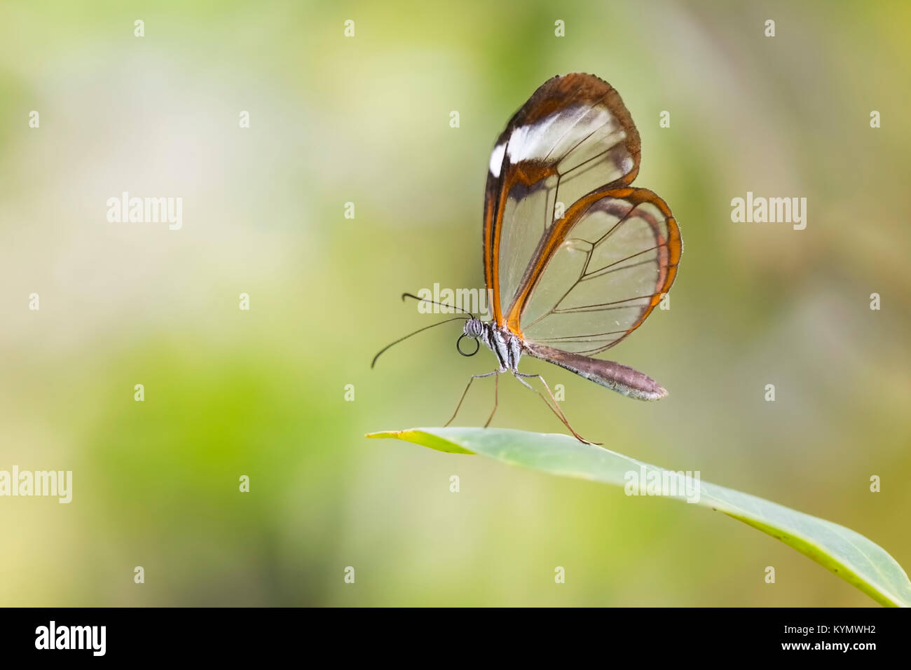 Close up portrait of a Greta oto, the glasswinged butterfly or glasswing. The background is brightly lit and vibrant colored. Stock Photo