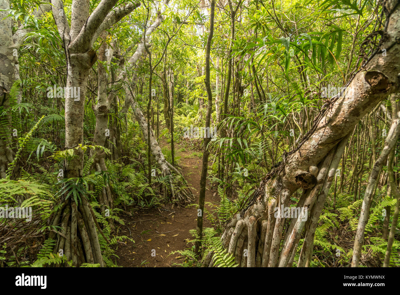 Wanderweg im Grand Montagne Nature Reserve,  Insel Rodrigues, Mauritius, Afrika,  | hiking trail at Grand Montagne Nature Reserve, Rodrigues island,   Stock Photo