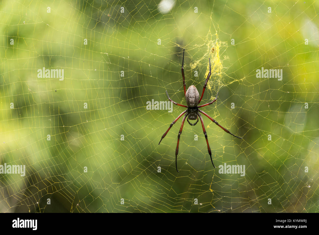 Seidenspinne Nephila inaurata im Netz,  Grand Montagne Nature Reserve,  Insel Rodrigues, Mauritius, Afrika,  | Silk spider Nephila inaurata in her net Stock Photo