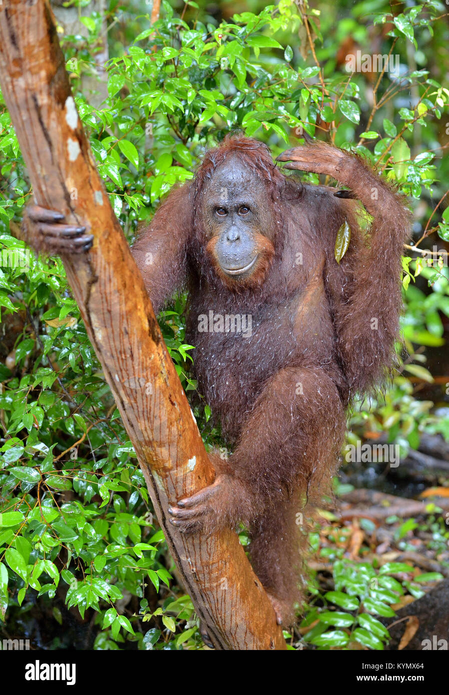 Bornean orangutan on the tree in the wild nature. Central Bornean orangutan ( Pongo pygmaeus wurmbii). Natural habitat. Tropical Rainforest of Borneo. Stock Photo