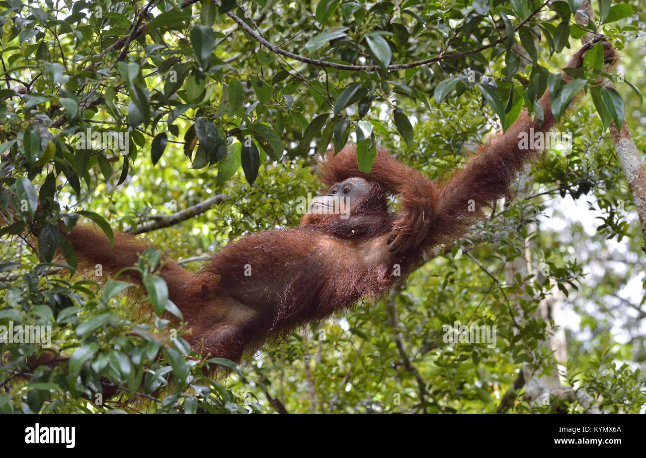 Bornean orangutan on the tree in the wild nature. Central Bornean orangutan ( Pongo pygmaeus wurmbii). Natural habitat. Tropical Rainforest of Borneo. Stock Photo