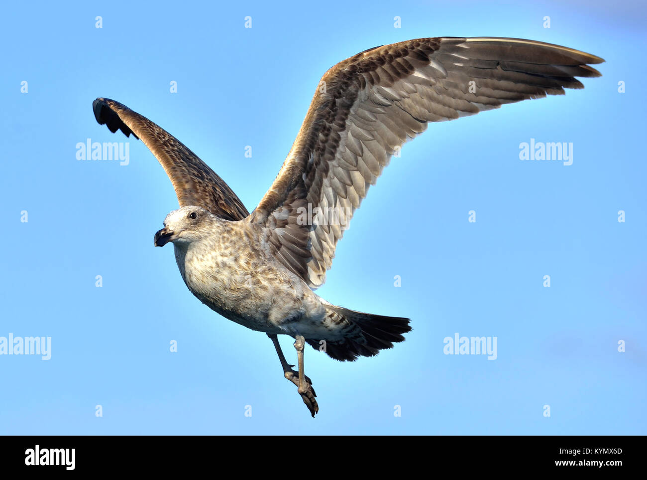 Flying Juvenile  Kelp gull (Larus dominicanus), also known as the Dominican gull and Black Backed Kelp Gull. Blue sky background. False Bay, South Afr Stock Photo