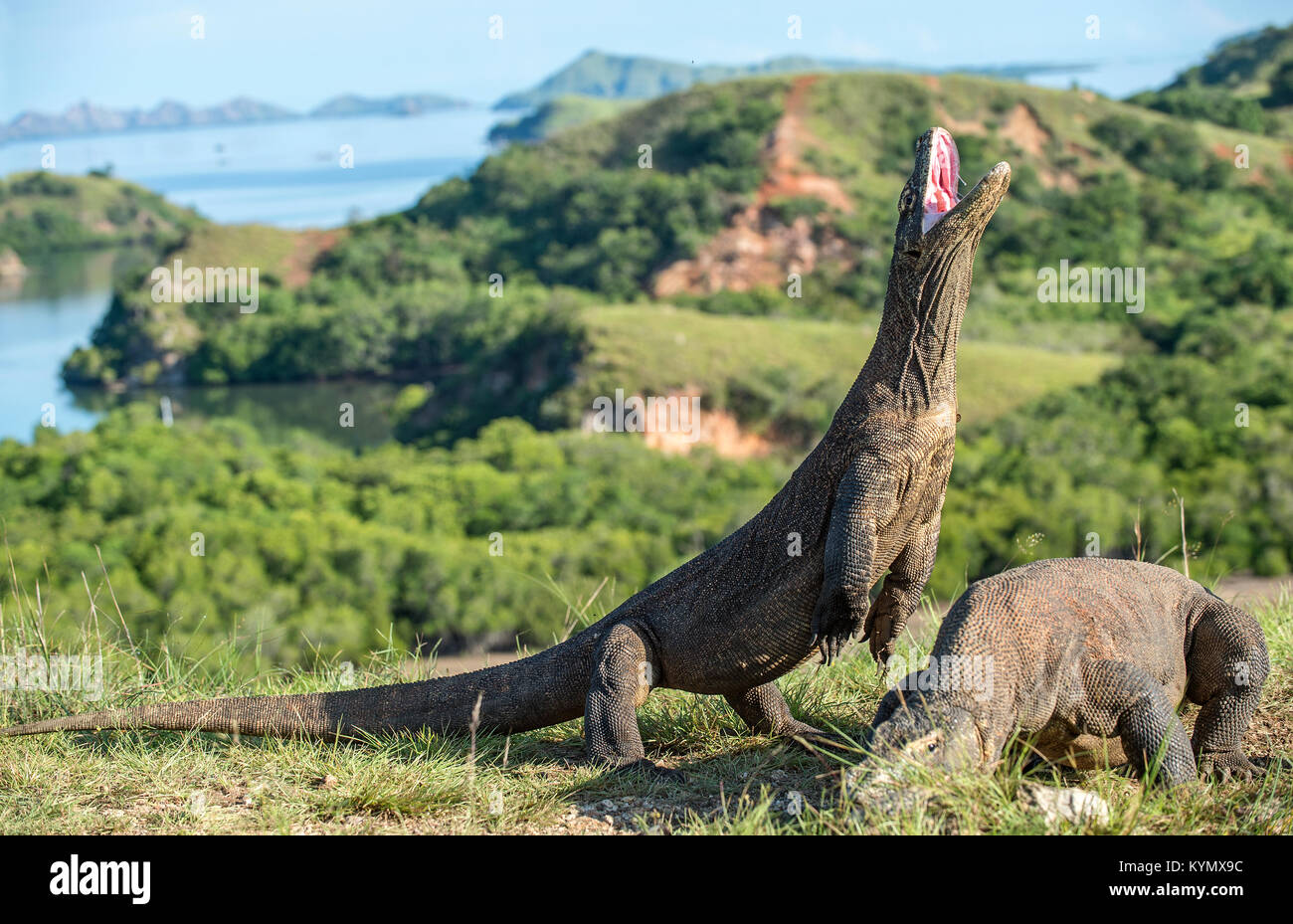 Komodo dragon (Varanus komodoensis) stands on its hind legs and open mouth. It is the biggest living lizard in the world. On island Rinca. Indonesia Stock Photo