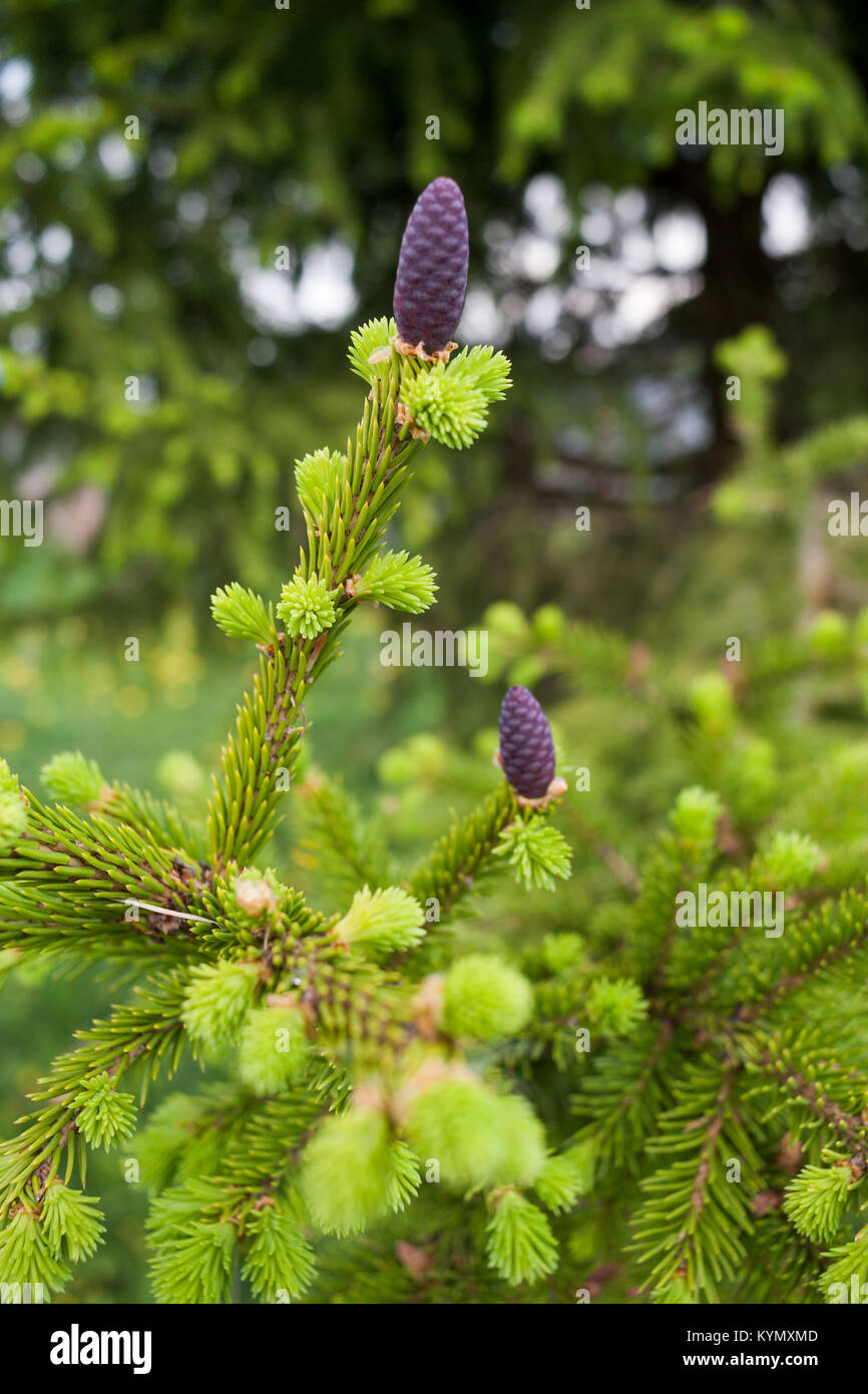 Young little purple fir cones on a fresh spring green branches of spruce. Stock Photo