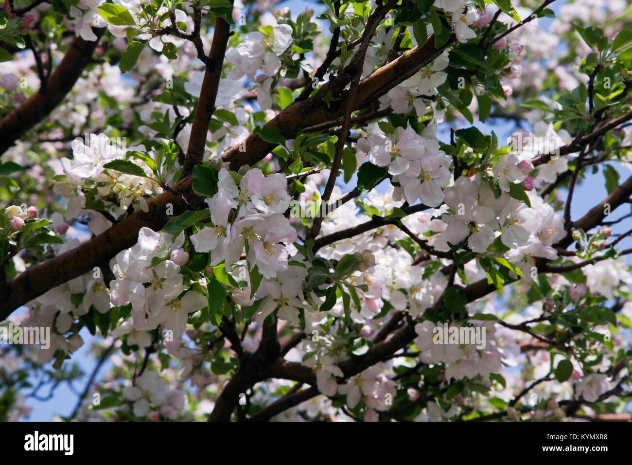 Flowering apple-tree in the spring Stock Photo