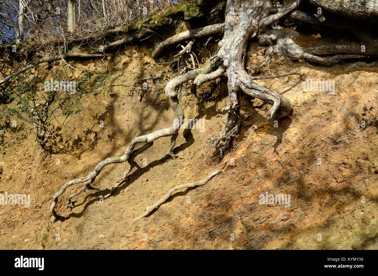 Exposed tree roots after erosion Eastern Cleddau River estuary