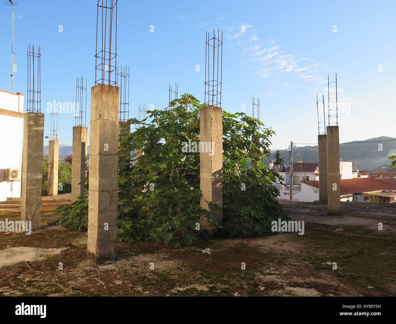 Abandoned building site with tall Reinforced concrete pillars and Fig tree growing through floor Stock Photo