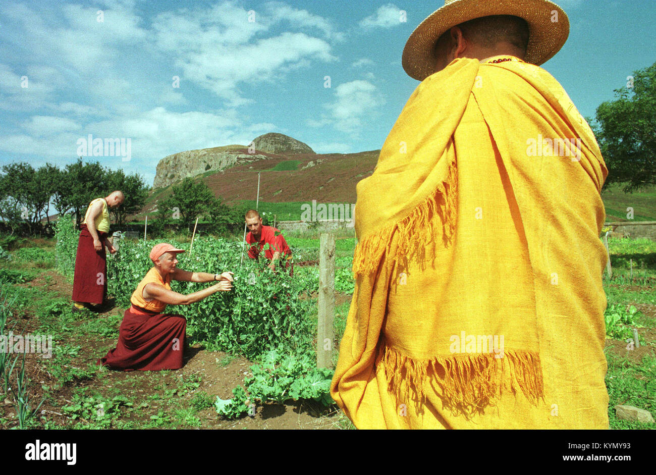 A Buddhist lama supervising visiting monks and nuns gardening at the Holy Island on Scotland's west coast. The island, situated off the coast of the neighbouring island of Arran, was owned by the Samye Ling community based at Eskdalemuir in Dumfries and Galloway. It was purchased in the 1990s and an inter-faith community centre was built and opened on the island in 2003. Stock Photo