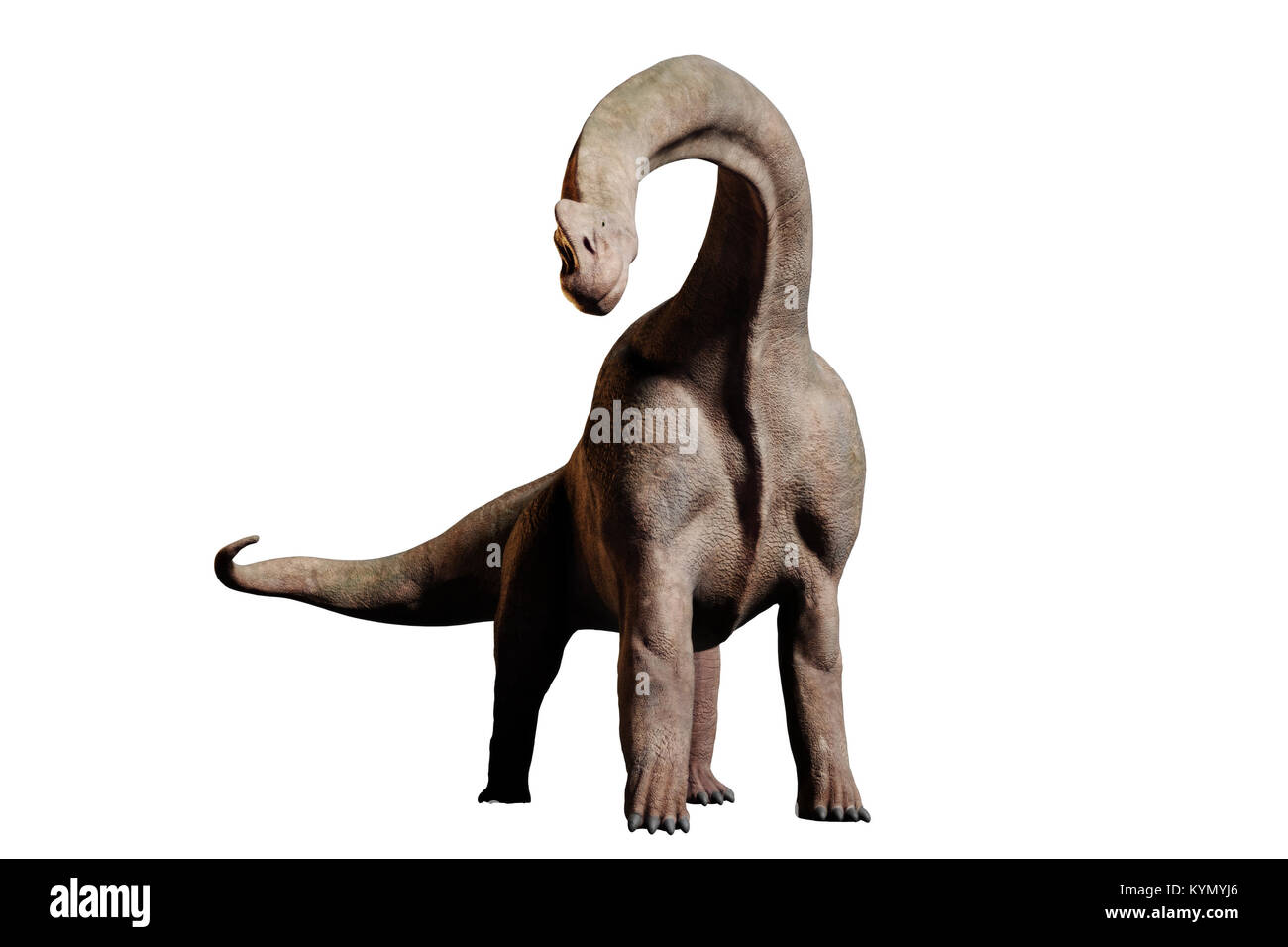 Brachiosaurus altithorax dinosaur (3d illustration isolated on white background) Stock Photo