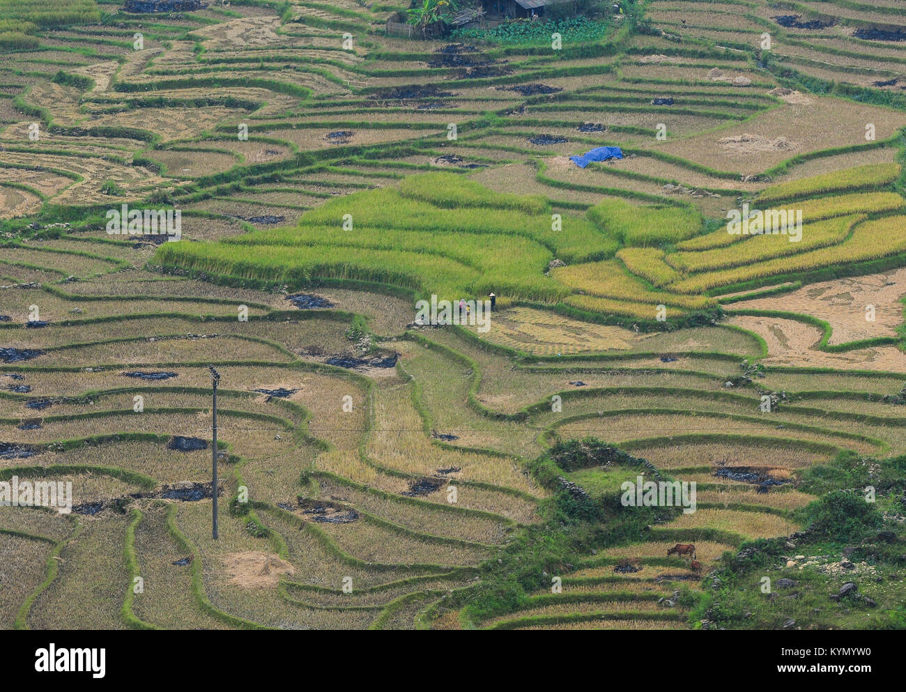 Terraced rice field in Ha Giang Province, Northern Vietnam Stock Photo ...