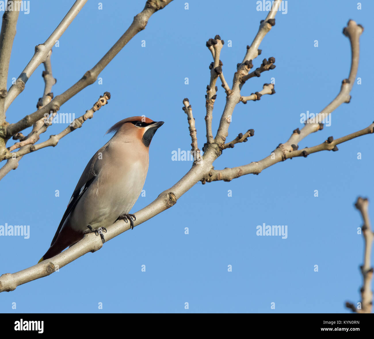 Detailed, low-angle close up of isolated waxwing bird (Bombycilla ...