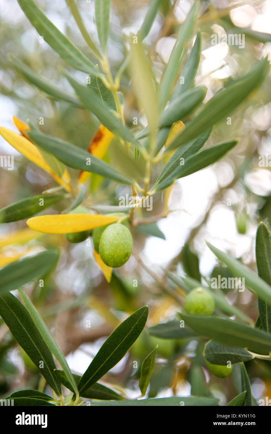 green olives on the tree Stock Photo