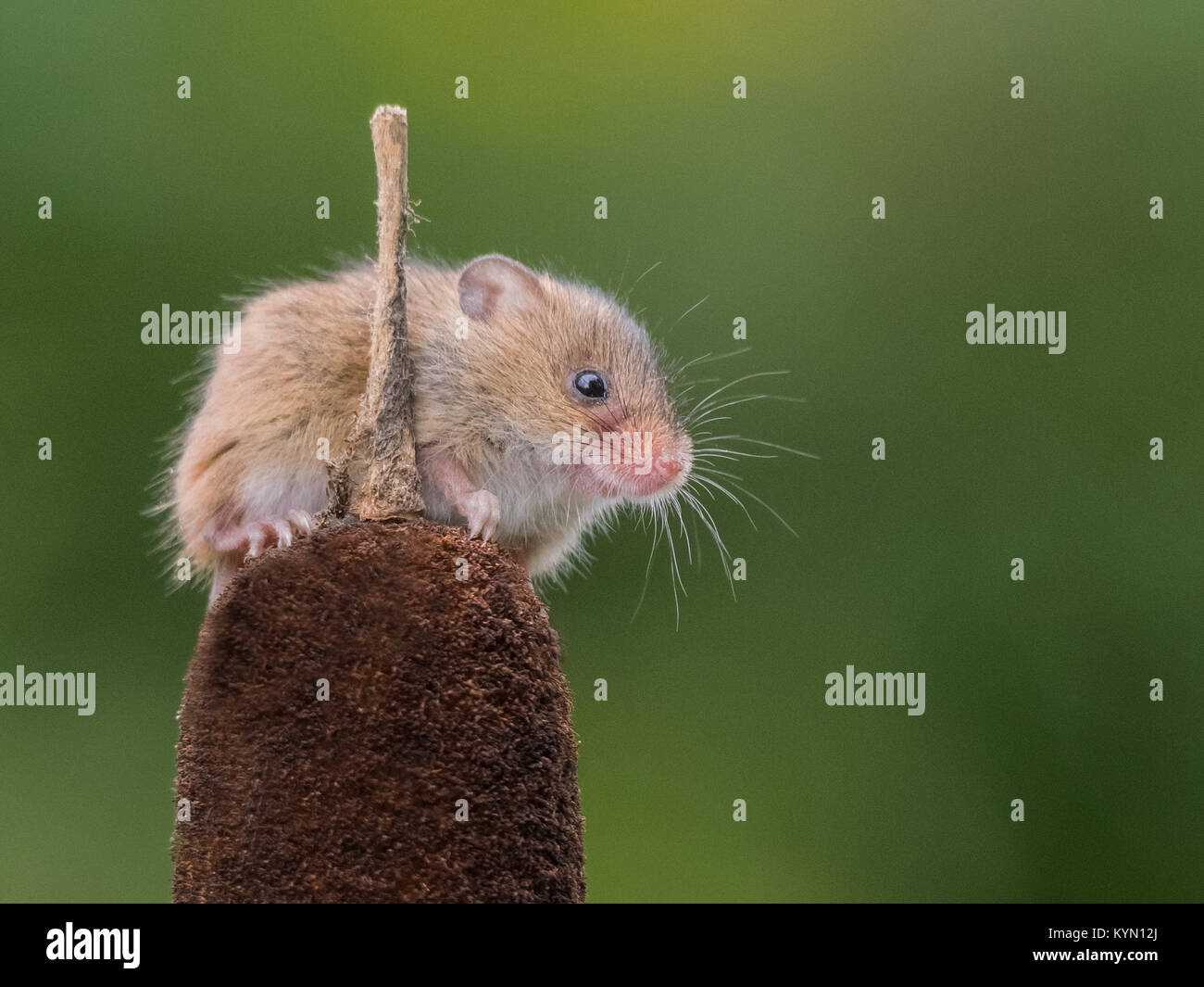 Bull Rush High Resolution Stock Photography and Images - Alamy