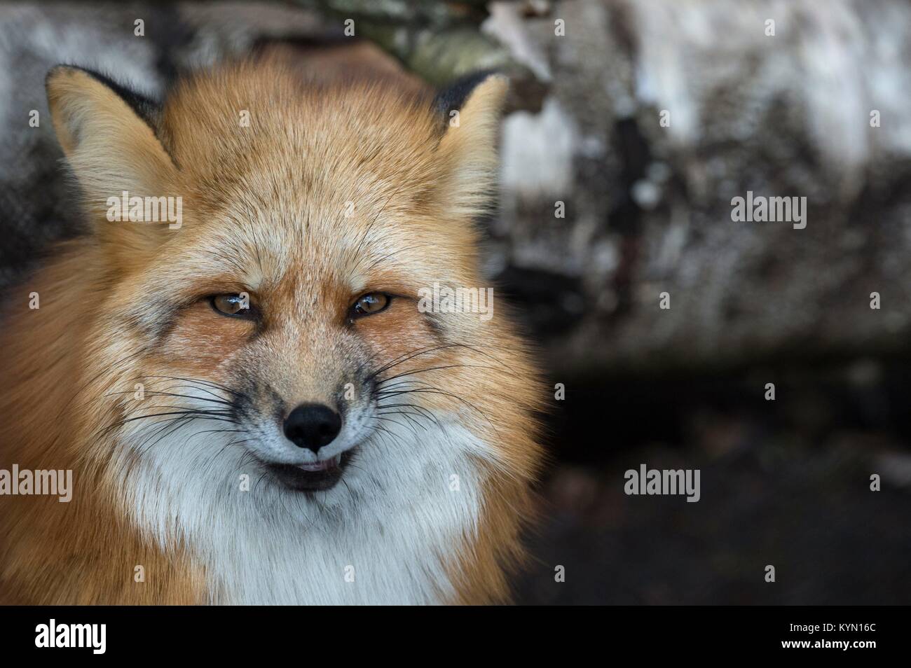 Red fox | usage worldwide Stock Photo - Alamy