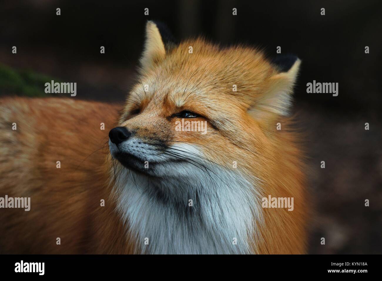 Red fox | usage worldwide Stock Photo - Alamy