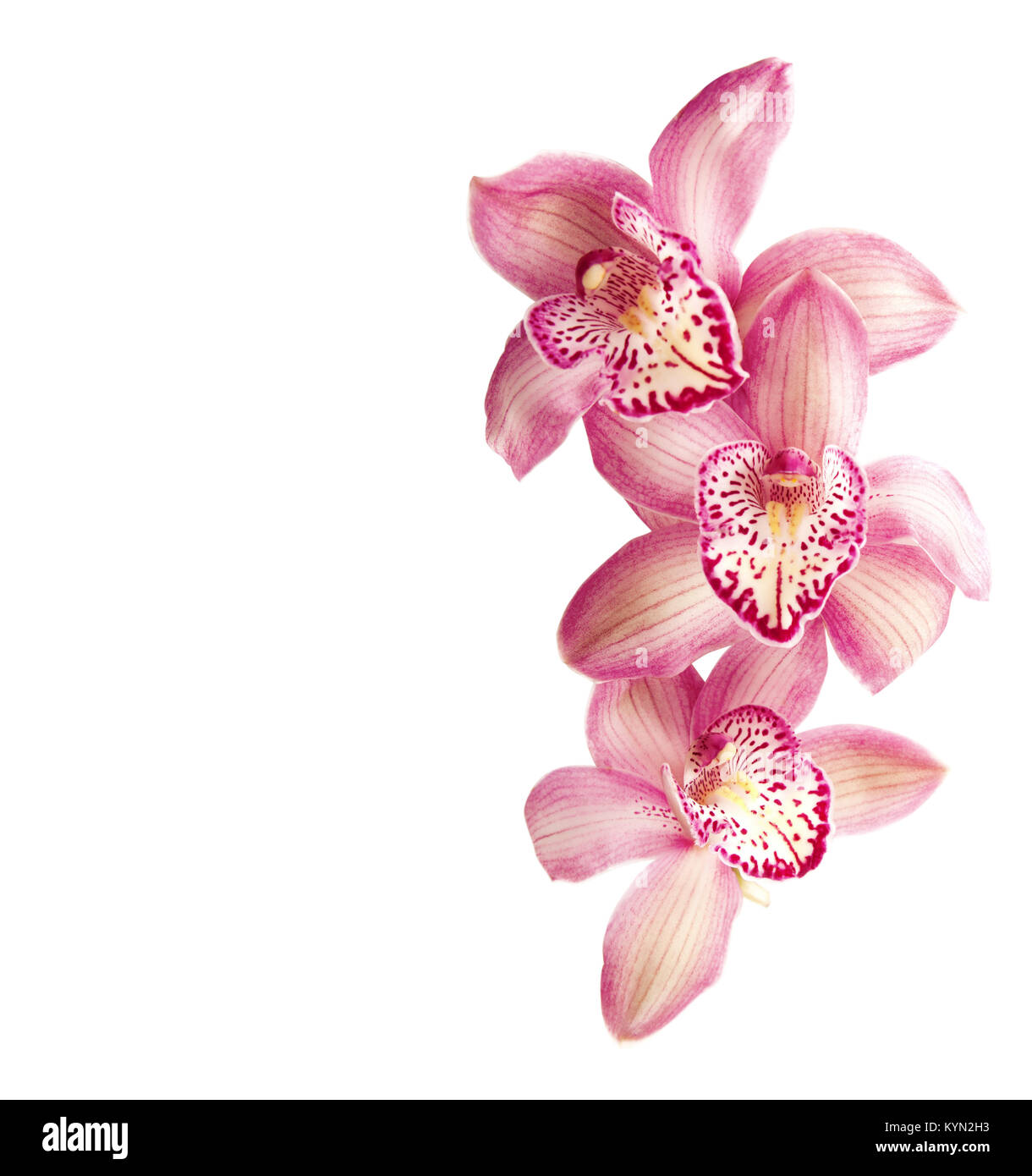 Pink orchids isolated on white Stock Photo - Alamy