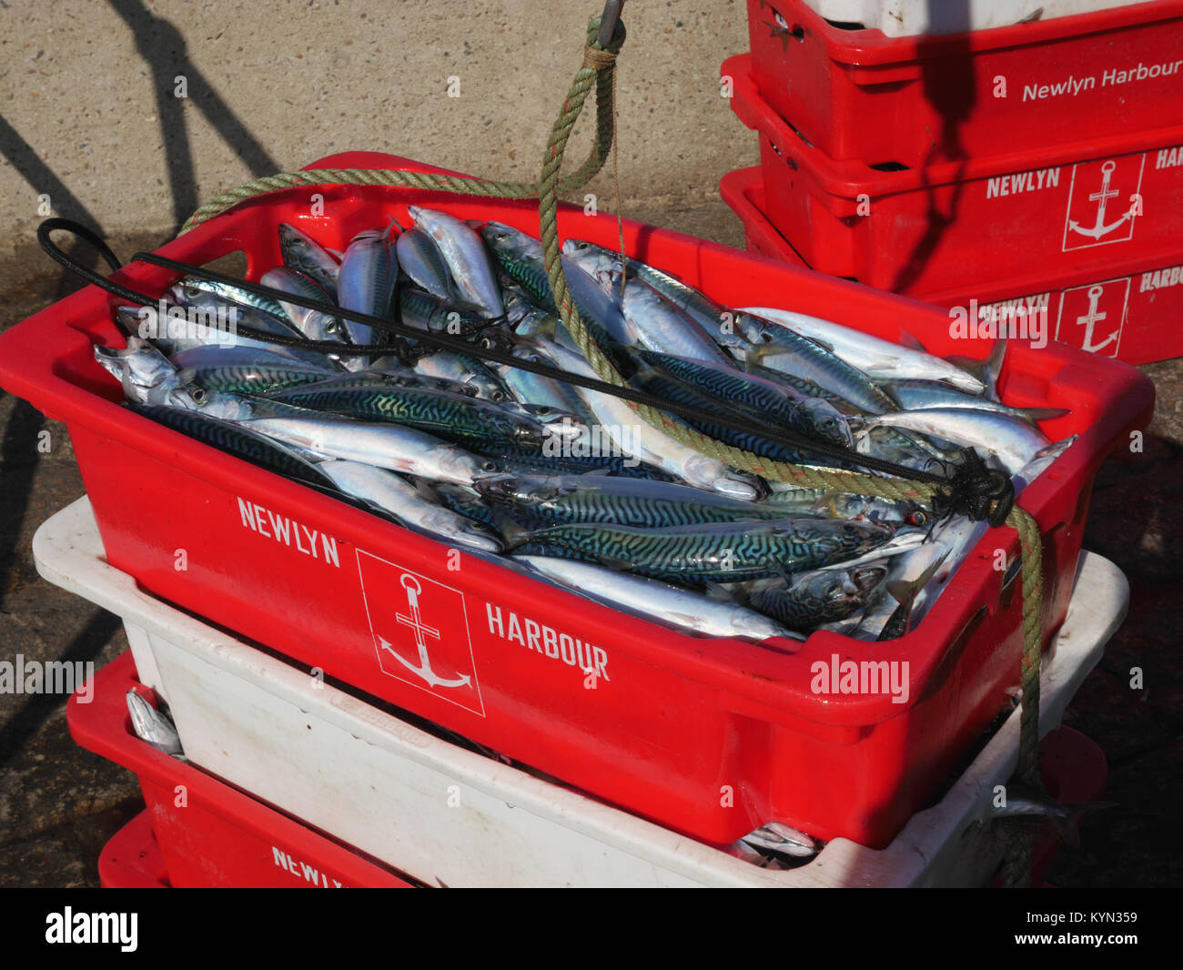 Line caught mackerel landed at St Ives, Cornwall Stock Photo Alamy