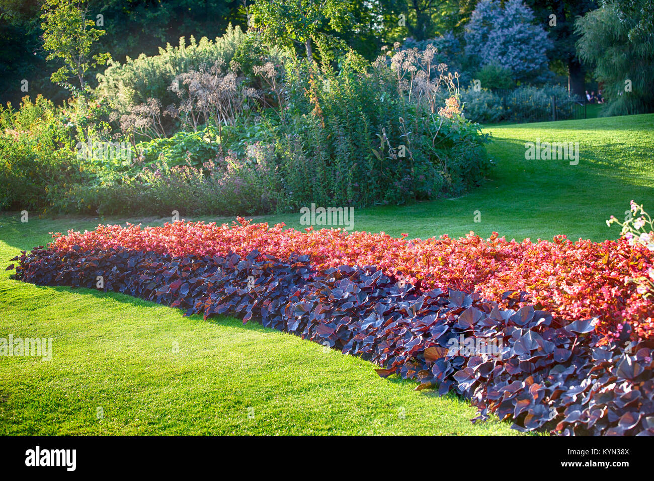 the Meadow flowers in Hyde Park. Selective focus Stock Photo Alamy