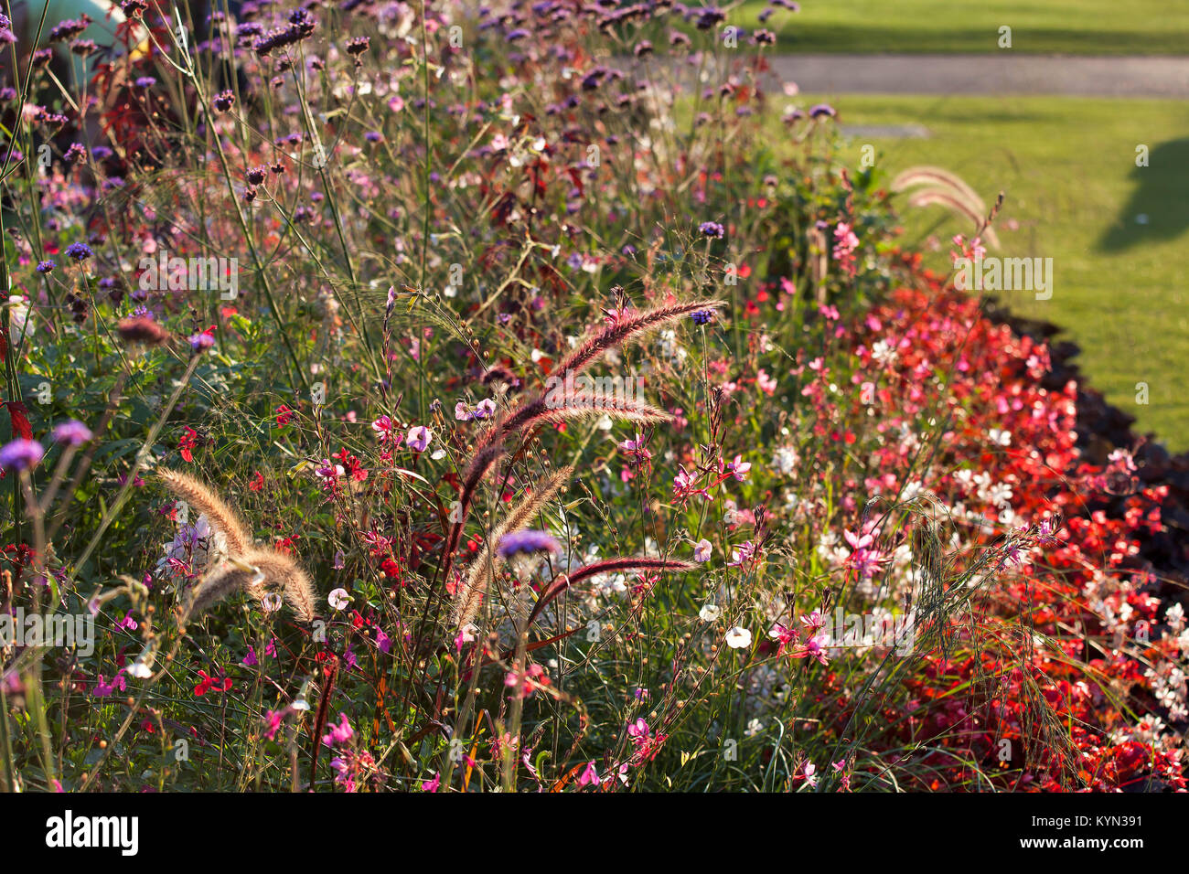 the Meadow flowers in Hyde Park. Selective focus Stock Photo Alamy
