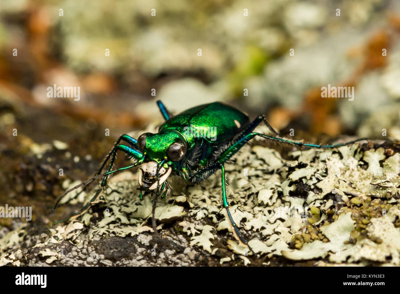 Six-spotted Tiger Beetle Stock Photo
