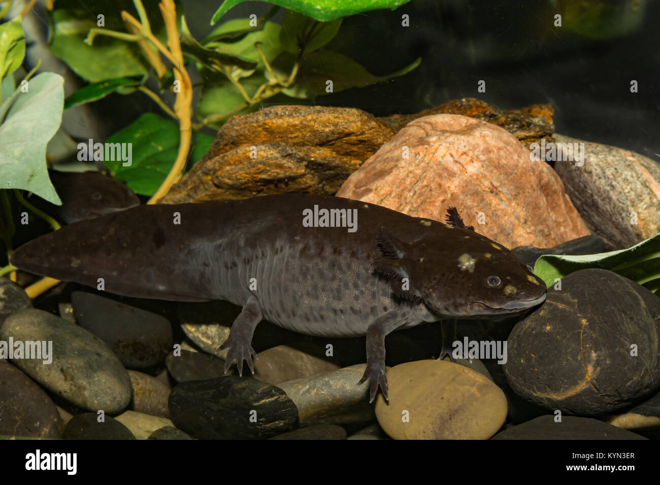 A close up of a Mexican Axolotl Stock Photo