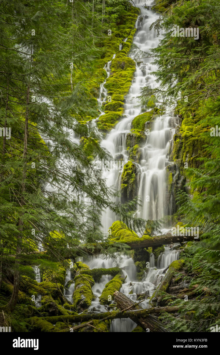 Upper Proxy Falls Flows Through Thick Forest in Oregon wilderness Stock Photo