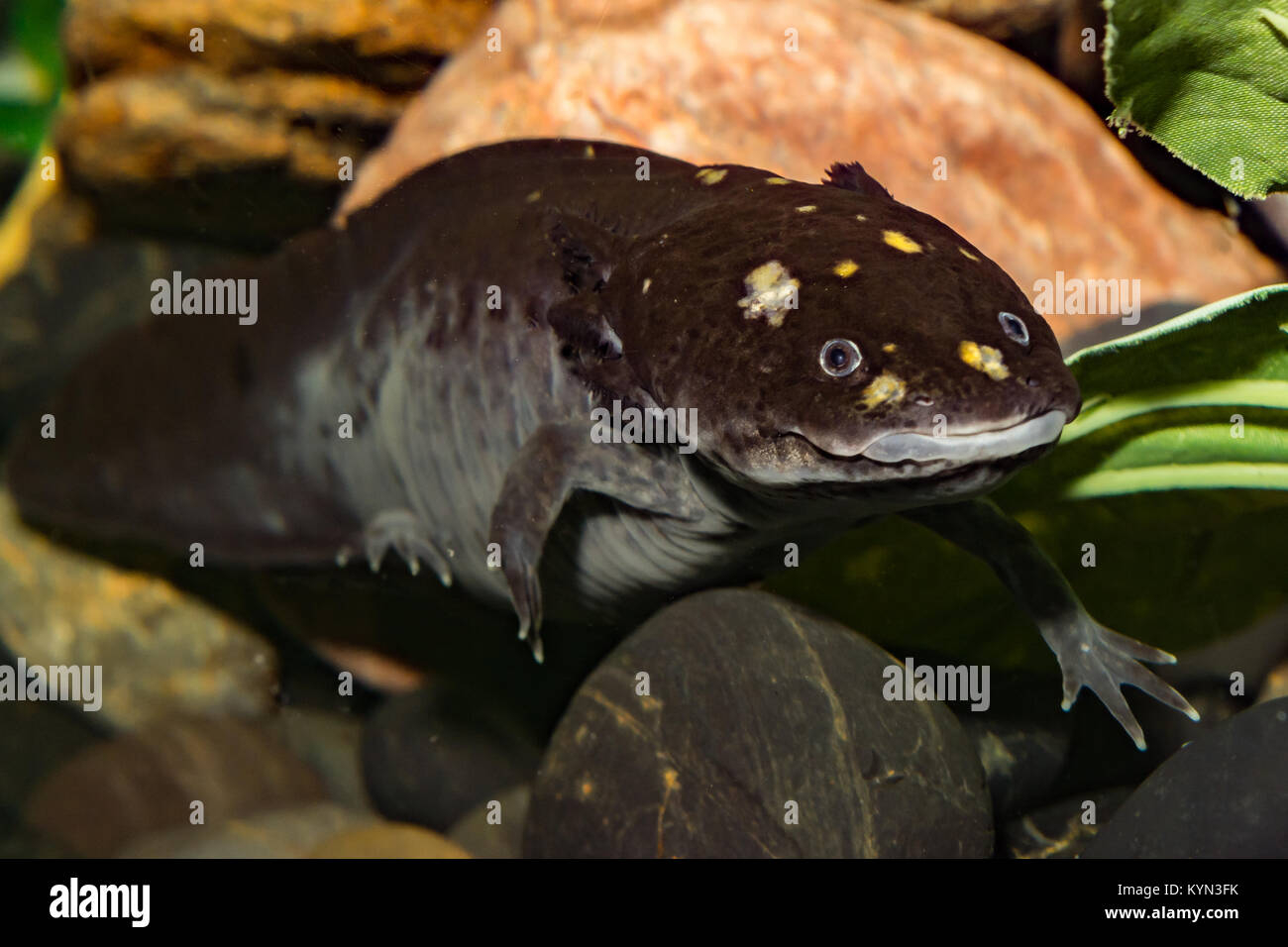 A close up of a Mexican Axolotl Stock Photo