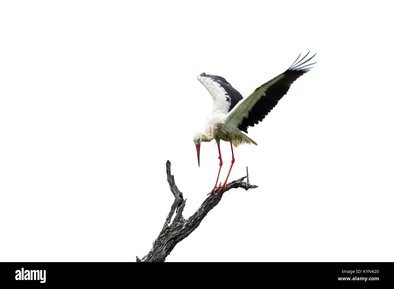 White stork isolated in white background ; Specie Ciconia ciconia family of Ciconiidae Stock Photo