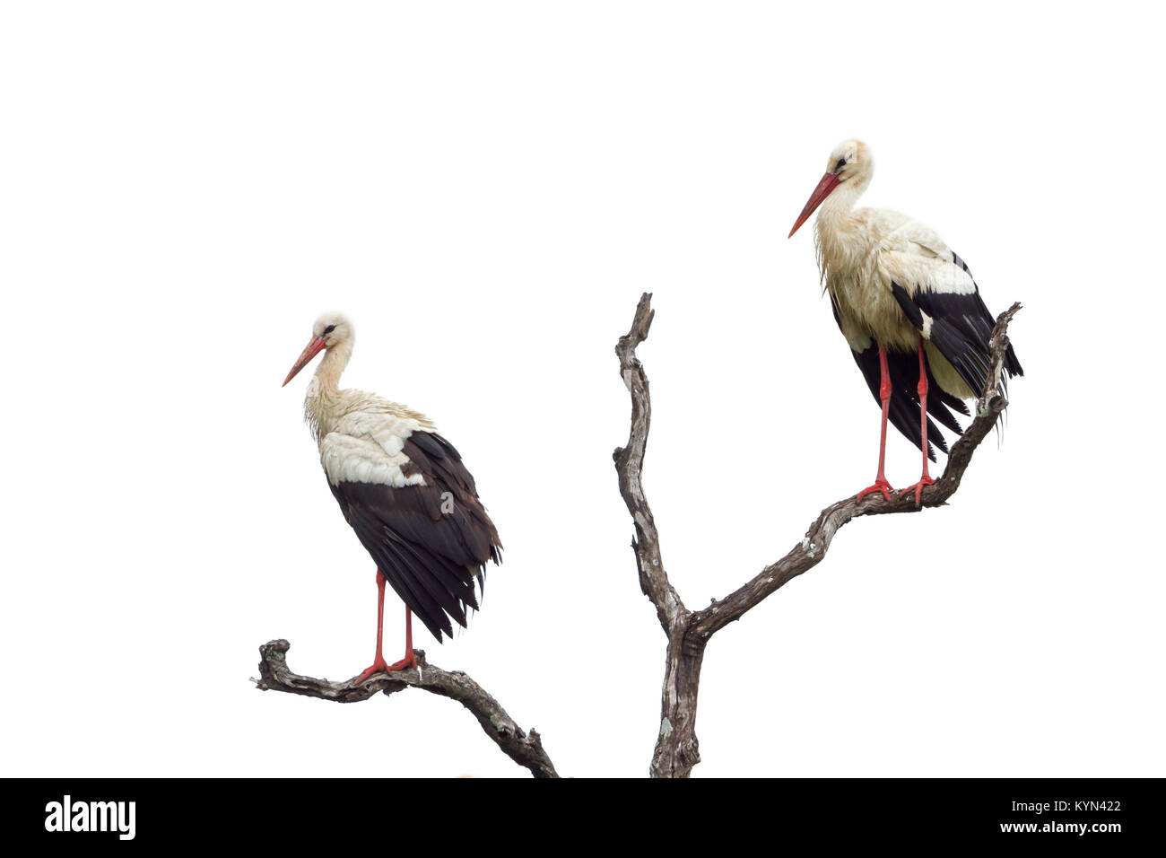 White stork isolated in white background ; Specie Ciconia ciconia family of Ciconiidae Stock Photo