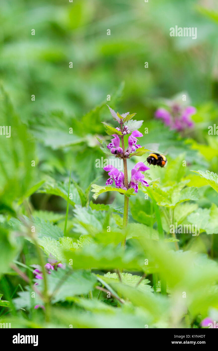 Nettle pollination hires stock photography and images Alamy