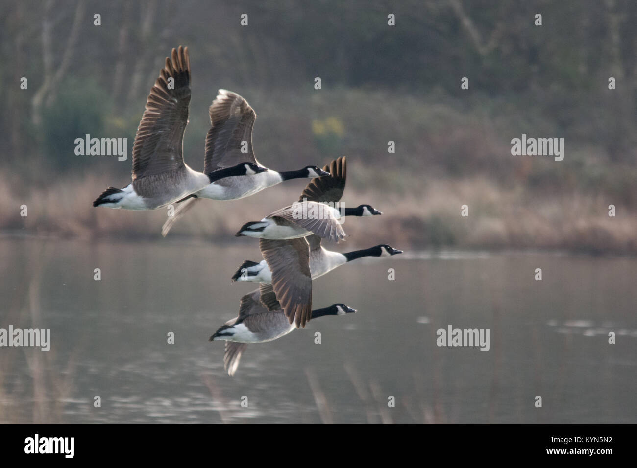 Skein of geese in flight hires